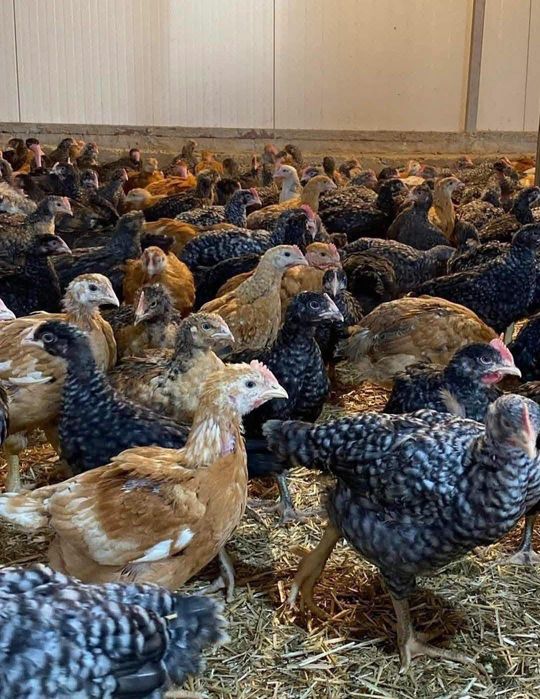 Vând pui albi de carne și rasă mixtă