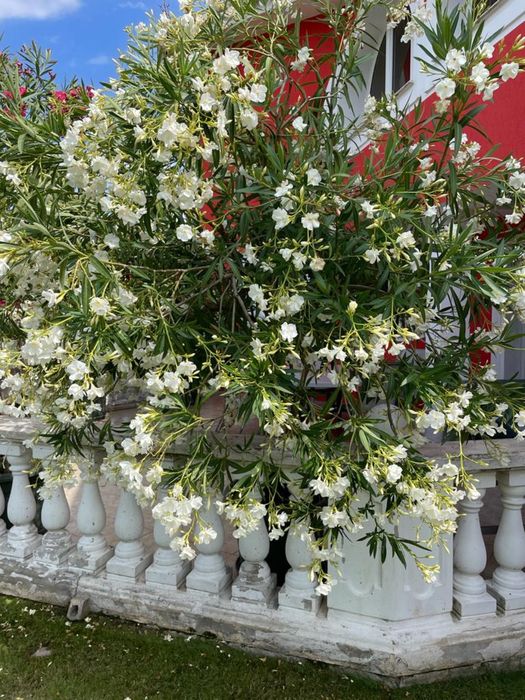 Vand Leandri Deosebiti, mari 3 metri