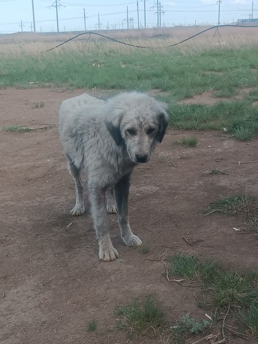 Отдам двух молодых собак