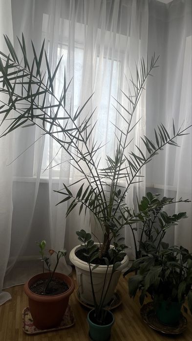 Продам комнатные растение