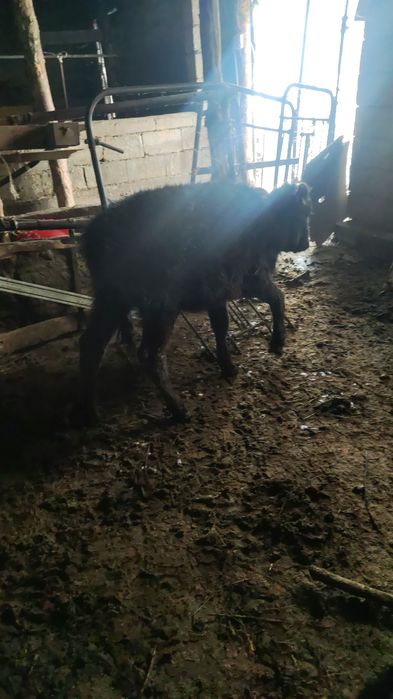 Теленок теленок 4 месяца