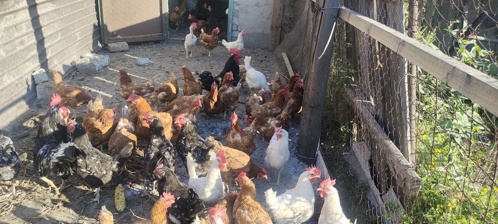 Куры несушки продам