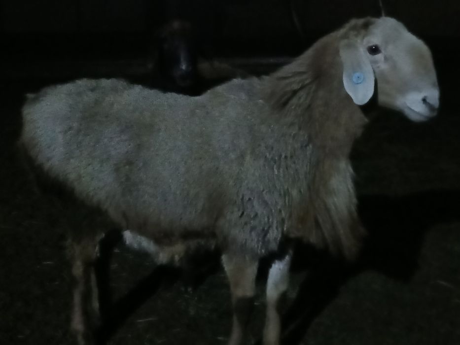 қошқар сатылады, линиясы бар