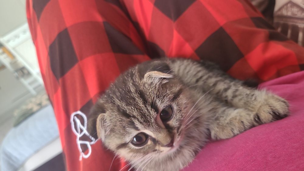 Продам породистых котят