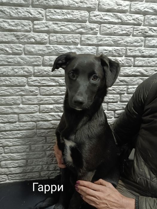 Щенкам нужен дом!