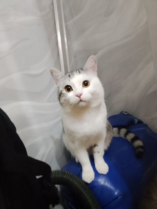 Кот в добрые руки