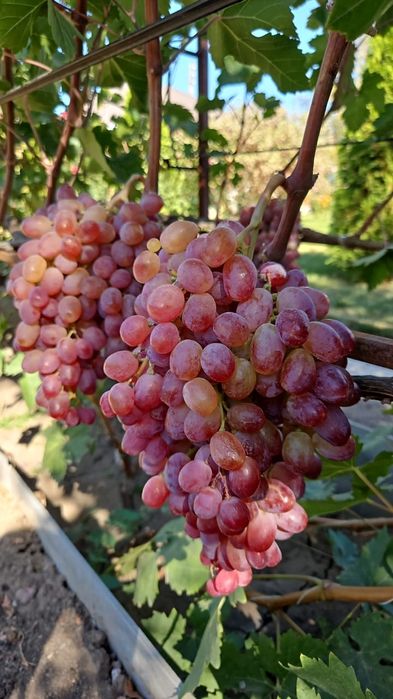 Саженцы винограда