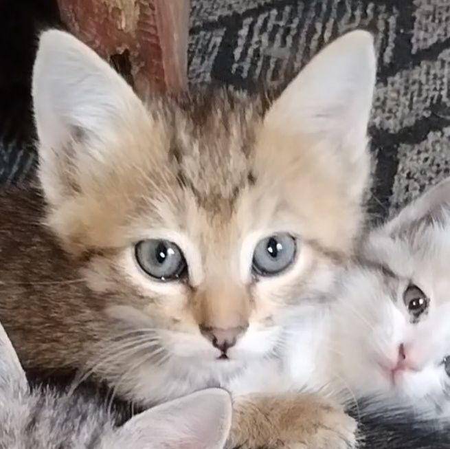 котята.маргаулар