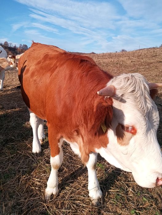 De vînzare jurinci gestante.