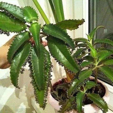 Продам комнатные цветы