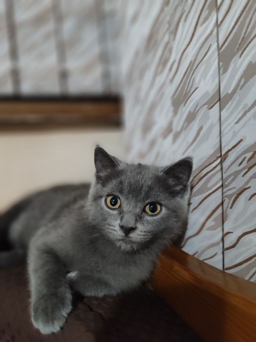 Продаю котят Скотиш Фолд и Скотиш страйт от правильной вязки.
