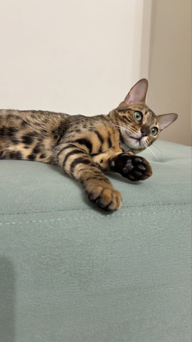 Продам кошку Бенгальскую