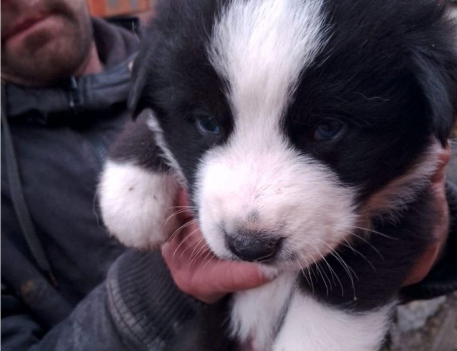 Продаются щенки Алабая