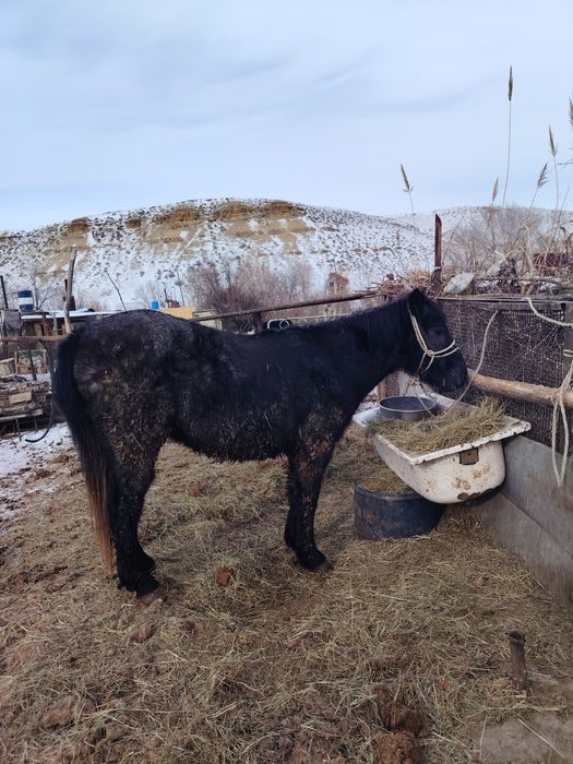 Донен (Кунан) сатылады