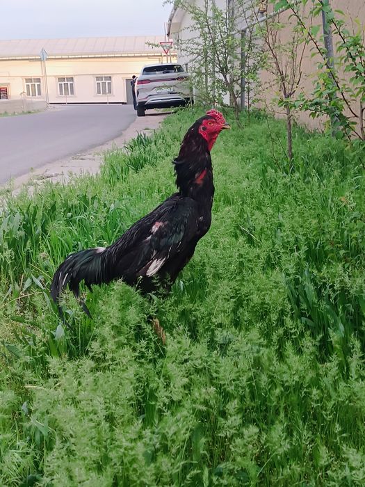 Dakan xoroz sotiladi