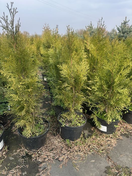 Туя Смарагд. Туя Брабант. Туя шарик. Туя