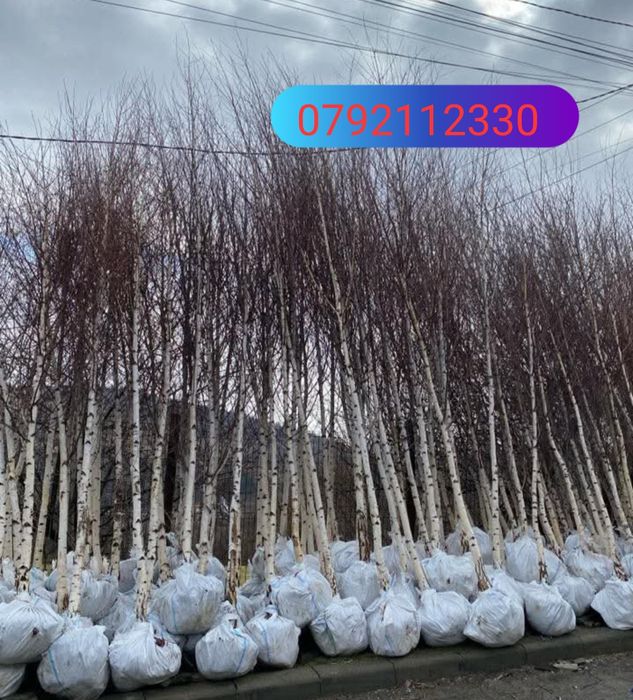 Mesteacăn , tei de floare, frasin