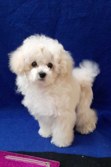 малышка той пудель