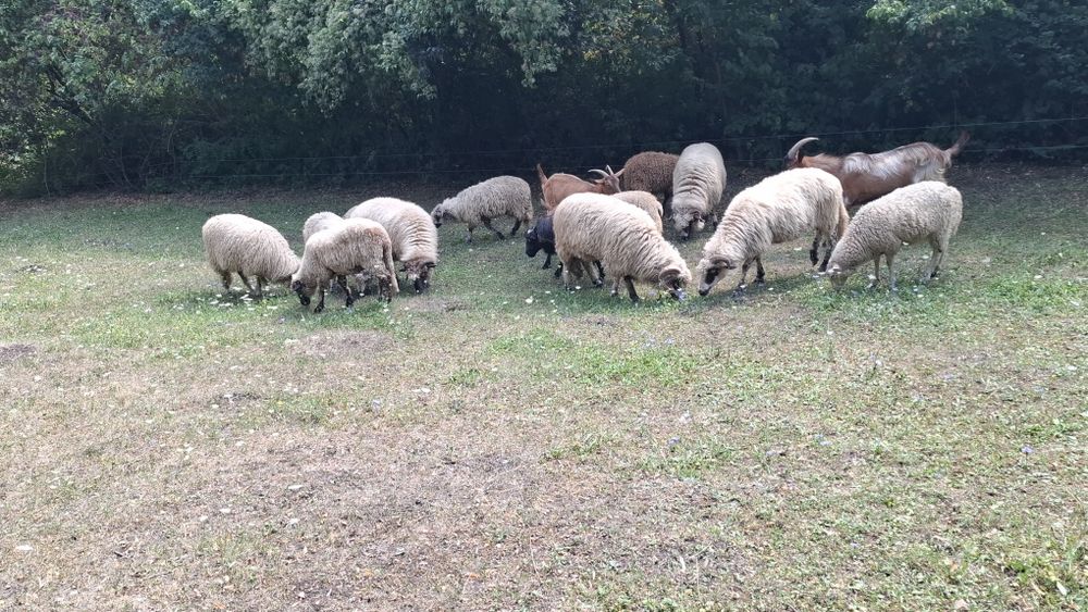 Vand miei de sacrificat