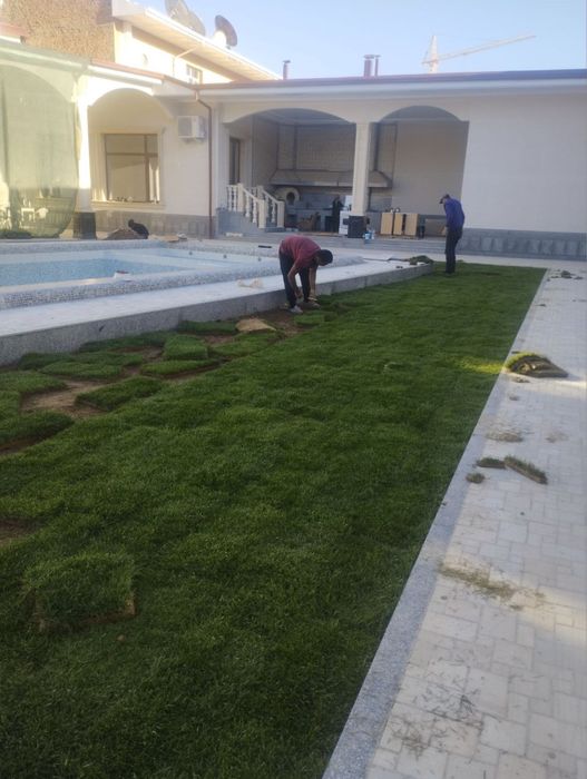 Газон рулонный gazon tayyor