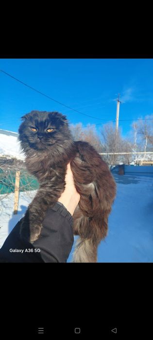 Отдам кошку подростка