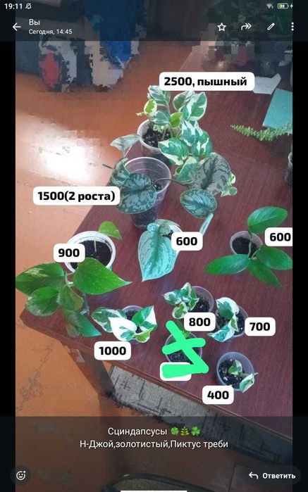 Комнатные цветы и отростки