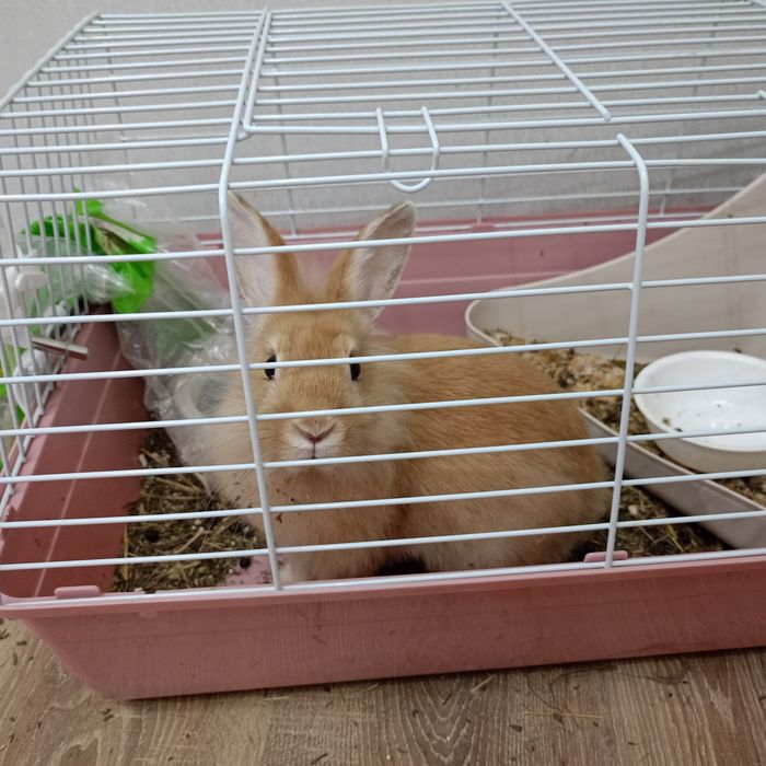 Продам кролика с клеткой
