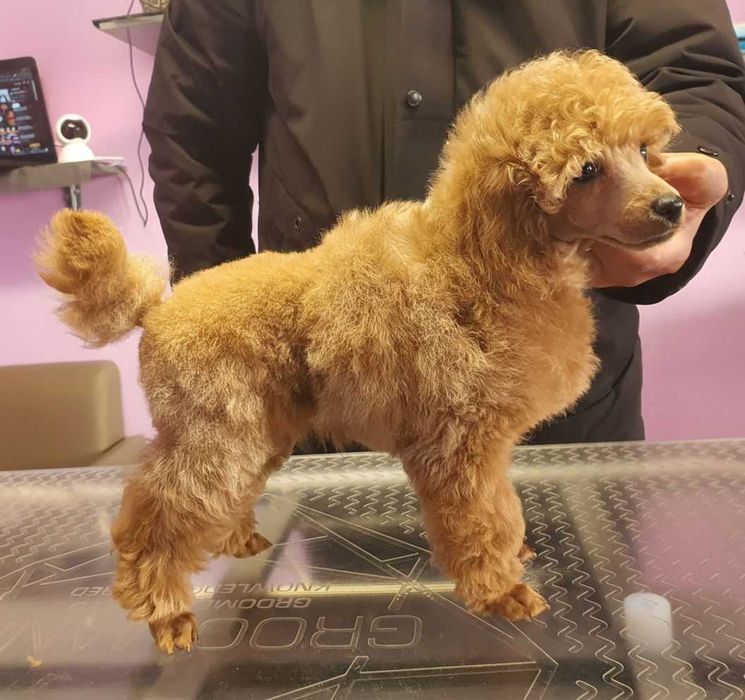 Poodle cu pedigree