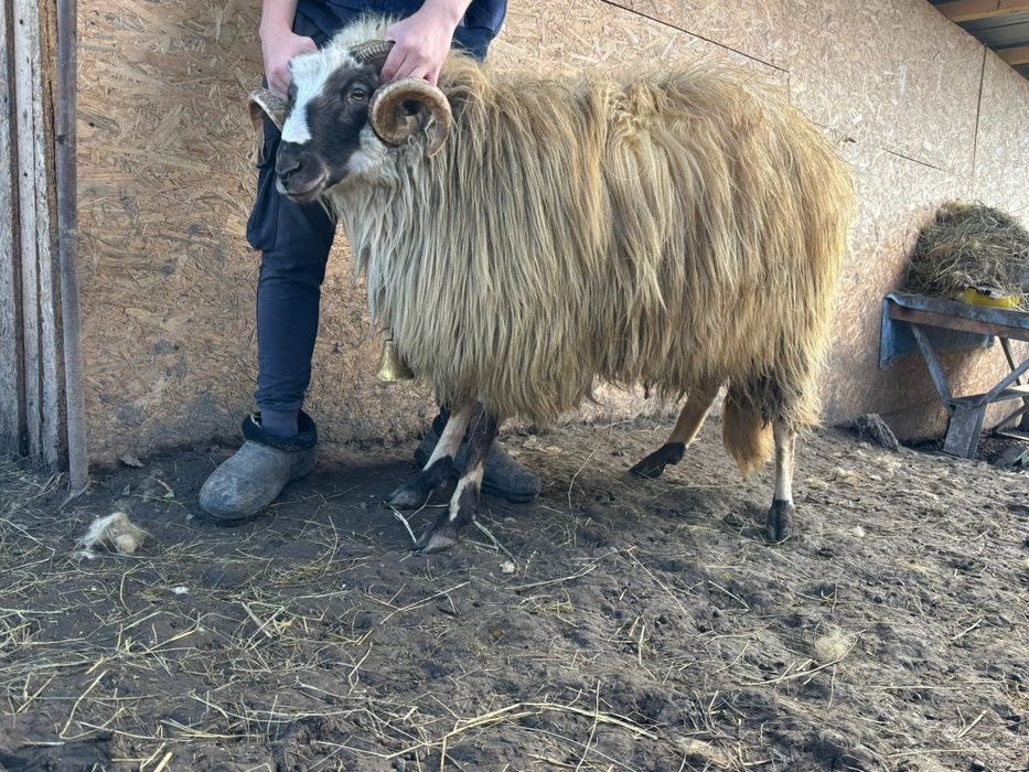 Vând berbec breaz, de 2 ani.