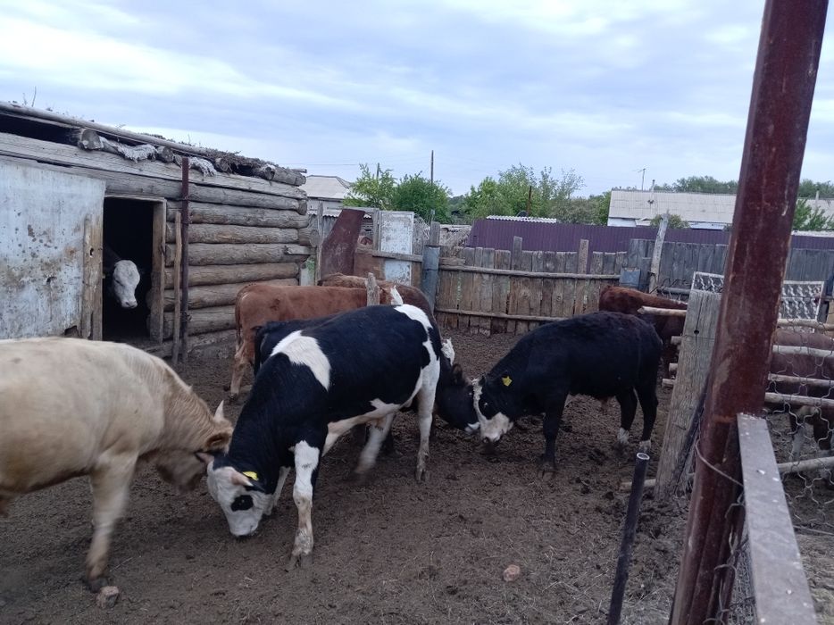 Продам бычки на курбан айт