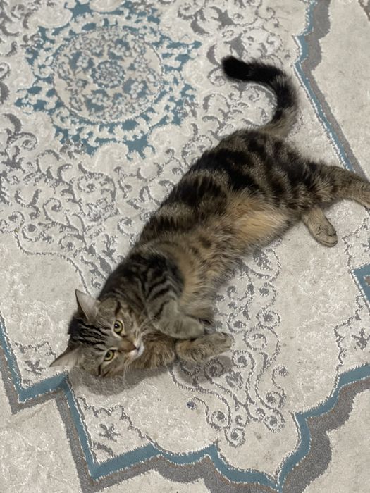 Продам кота в хорошие руки