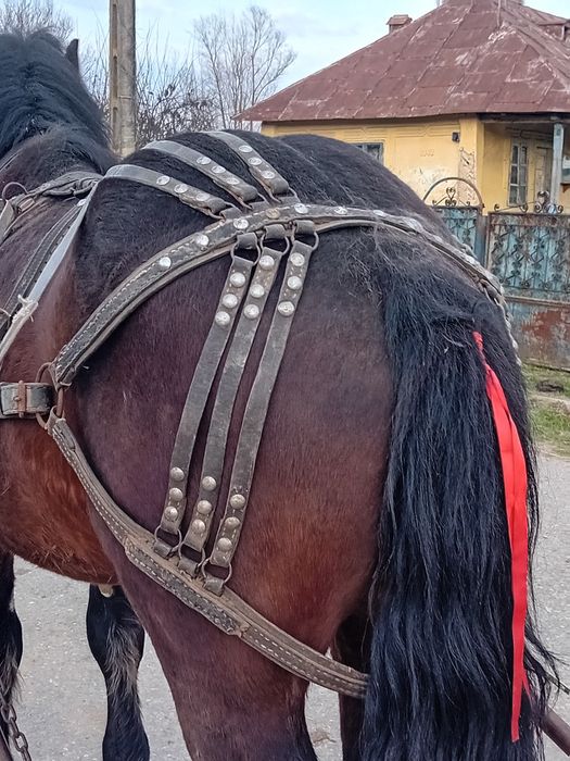 Vand cal doi ani jumate