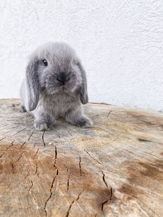 Iepuri pitici de companie Mini Lop/ Berbec pitic