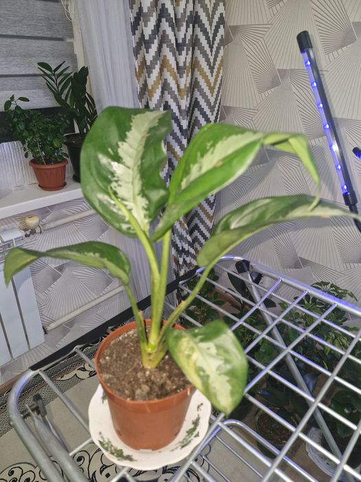 Цыеты домашние растееие