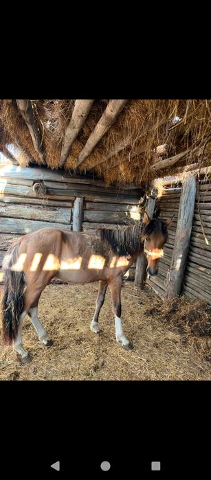 Ассалаумағалейкум продам тай