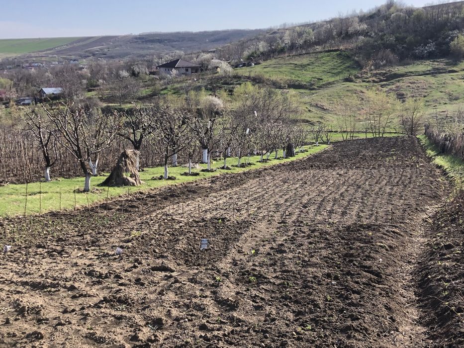 Teren Miroslava-Sat Vorovesti(gaz-curent-asfalt-apa)-INTRAVILAN-