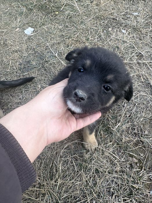 Тегін күшіктер береміз бесплатно