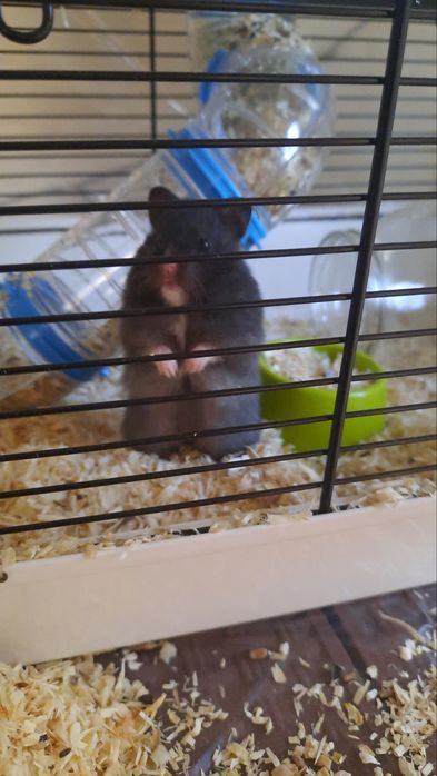 Подарявам хамстерчета.