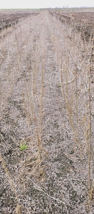 Puieti salcâm frasin fag carpen ulm plop mesteacăn brad molid Tei arin