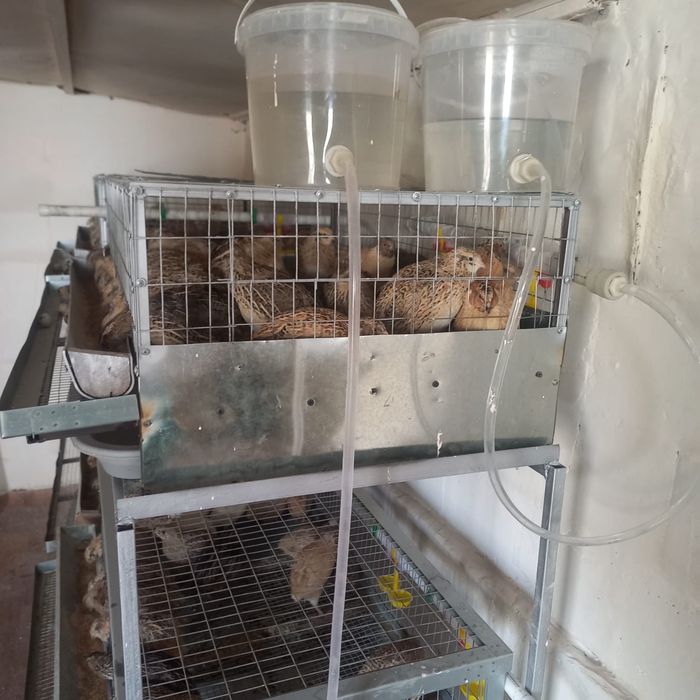 Клетка для перепелок