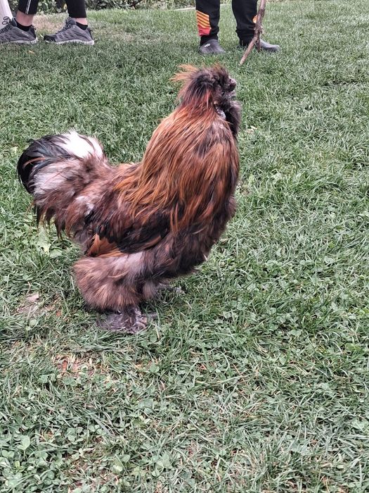 Cocoșel de vanzare