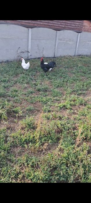 Australorp negru, albastru,alb