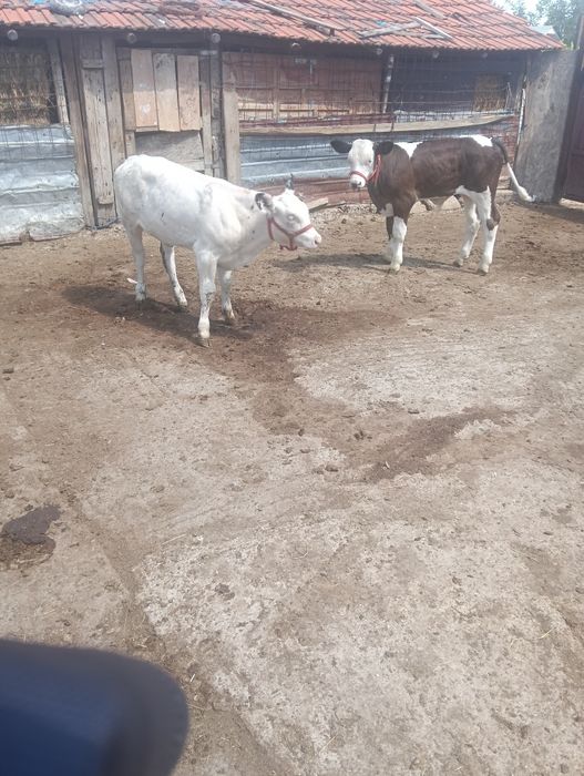 Viței  vânzare .