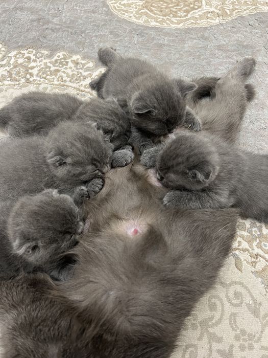 Фолд, страйт,шотландские