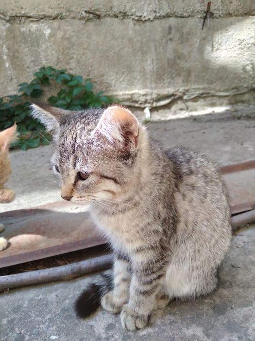 Котенок в добрые руки (мальчик)