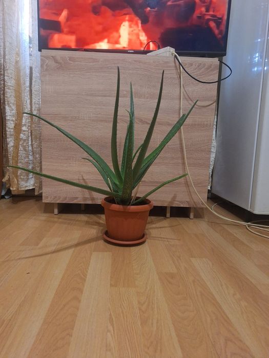 Лечебный Алоэ Вера
