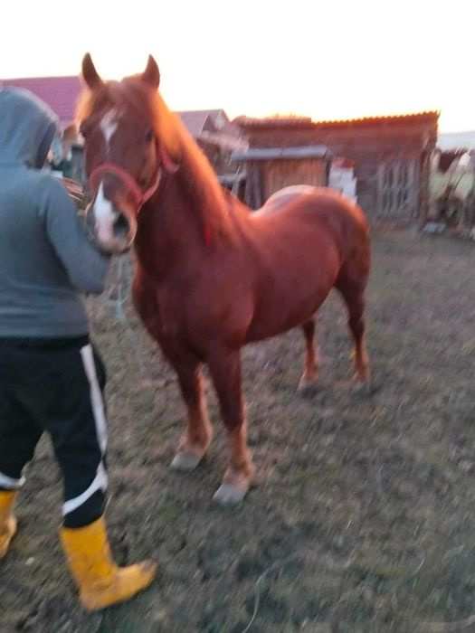 Se vinde un cal de 5 pe 6 anii