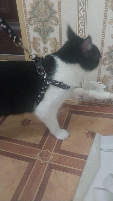 Mushuk hadyaga beriladii aqilli jinsi erkak 8 oylik kup qavatli uyda