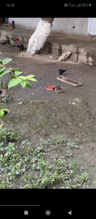 Damashni Jo'ja dakan