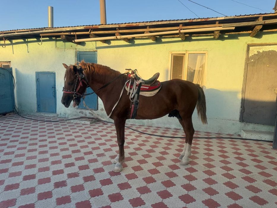 Көкпәрі ат сатылады